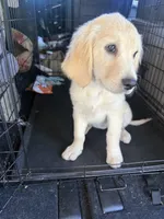 Nova, a female Goldendoodle for sale in Vacaville, CA – 3 of 4