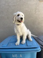 Luna, a female Goldendoodle for sale in Vacaville, CA – 3 of 5