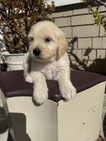 Benji, a male Goldendoodle for sale in Vacaville, CA – 10 of 10
