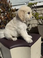 Bear, a male Goldendoodle for sale in Vacaville, CA – 6 of 9