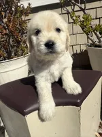Bear, a male Goldendoodle for sale in Vacaville, CA – 3 of 9