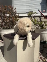 Luna, a female Goldendoodle for sale in Vacaville, CA – 5 of 9