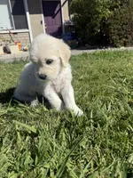King, a male Goldendoodle for sale in Vacaville, CA – 6 of 10