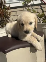 Sky, a female Goldendoodle for sale in Vacaville, CA – 9 of 10