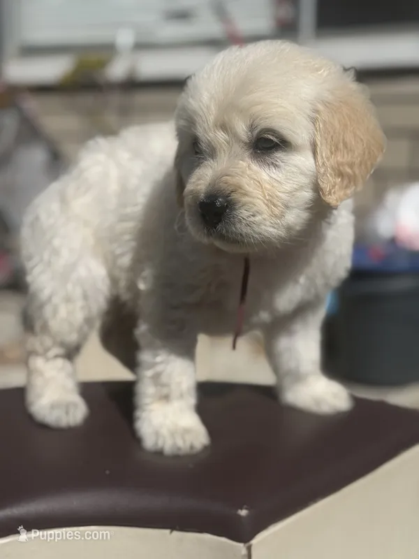Nova – Goldendoodle puppy for sale in Vacaville, CA