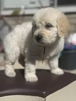 Nova, a female Goldendoodle for sale in Vacaville, CA – 1 of 9