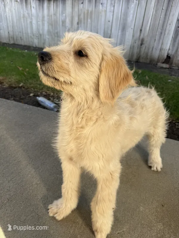 Benji – Goldendoodle puppy for sale in Vacaville, CA