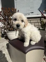 Nova, a female Goldendoodle for sale in Vacaville, CA – 5 of 9