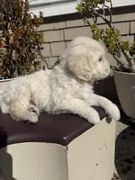 King, a male Goldendoodle for sale in Vacaville, CA – 5 of 10