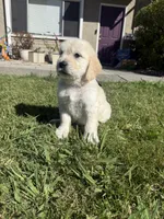 Bear, a male Goldendoodle for sale in Vacaville, CA – 7 of 9