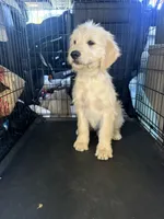 Benji, a male Goldendoodle for sale in Vacaville, CA – 4 of 4