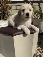 Benji, a male Goldendoodle for sale in Vacaville, CA – 2 of 10