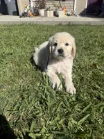 Tank, a male Goldendoodle for sale in Vacaville, CA – 6 of 9
