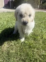 Nova, a female Goldendoodle for sale in Vacaville, CA – 3 of 9