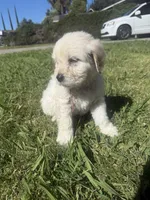 Nova, a female Goldendoodle for sale in Vacaville, CA – 4 of 9