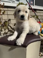 Bear, a male Goldendoodle for sale in Vacaville, CA – 2 of 9