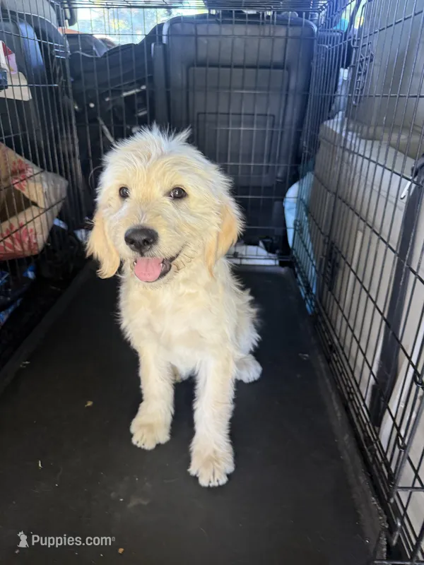 Benji – Goldendoodle puppy for sale in Vacaville, CA