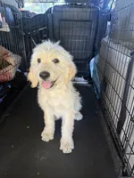 Benji, a male Goldendoodle for sale in Vacaville, CA – 1 of 4