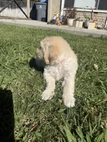 Benji, a male Goldendoodle for sale in Vacaville, CA – 9 of 10