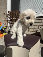 Nova, a female Goldendoodle for sale in Vacaville, CA – 7 of 9