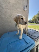 Tank, a male Goldendoodle for sale in Vacaville, CA – 2 of 4