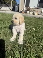 Benji, a male Goldendoodle for sale in Vacaville, CA – 3 of 10