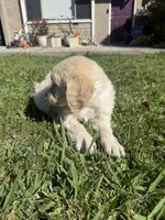 Luna, a female Goldendoodle for sale in Vacaville, CA – 9 of 9