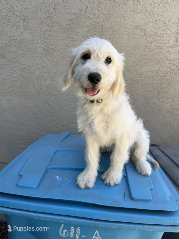 Luna – Goldendoodle puppy for sale in Vacaville, CA