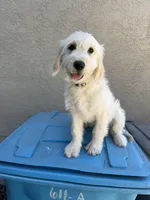 Luna, a female Goldendoodle for sale in Vacaville, CA – 1 of 5