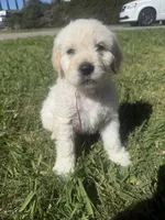 Nova, a female Goldendoodle for sale in Vacaville, CA – 6 of 9