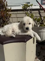 King, a male Goldendoodle for sale in Vacaville, CA – 4 of 10