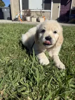Luna, a female Goldendoodle for sale in Vacaville, CA – 4 of 9