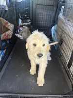 Benji, a male Goldendoodle for sale in Vacaville, CA – 3 of 4