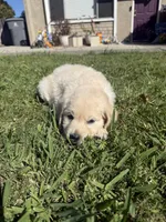 Luna, a female Goldendoodle for sale in Vacaville, CA – 7 of 9