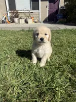 Leo, a male Goldendoodle for sale in Vacaville, CA – 5 of 10
