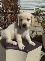 Tank, a male Goldendoodle for sale in Vacaville, CA – 5 of 9
