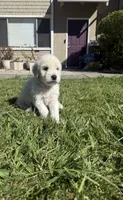 King, a male Goldendoodle for sale in Vacaville, CA – 8 of 10