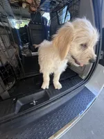 King, a male Goldendoodle for sale in Vacaville, CA – 4 of 4