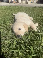 Sky, a female Goldendoodle for sale in Vacaville, CA – 4 of 10