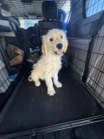 King, a male Goldendoodle for sale in Vacaville, CA – 3 of 4
