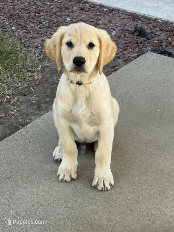 Tank – Goldendoodle puppy for sale in Vacaville, CA