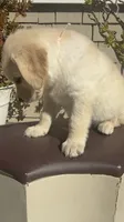 Sky, a female Goldendoodle for sale in Vacaville, CA – 7 of 10