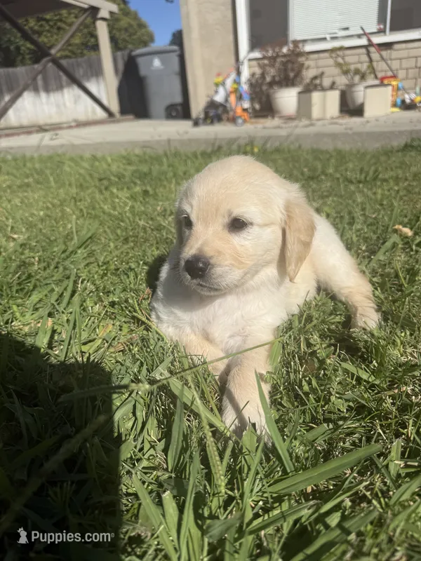 Sky – Goldendoodle puppy for sale in Vacaville, CA