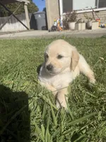 Sky, a female Goldendoodle for sale in Vacaville, CA – 1 of 10