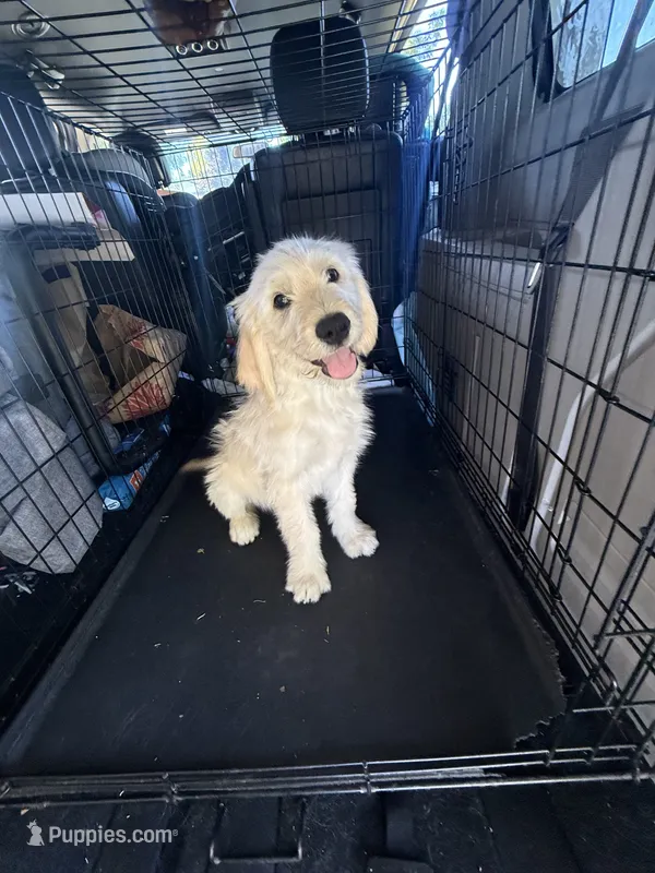 King – Goldendoodle puppy for sale in Vacaville, CA
