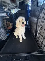 King, a male Goldendoodle for sale in Vacaville, CA – 1 of 4