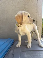 Tank, a male Goldendoodle for sale in Vacaville, CA – 4 of 4