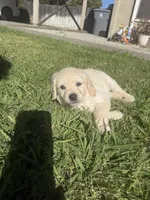 Sky, a female Goldendoodle for sale in Vacaville, CA – 6 of 10