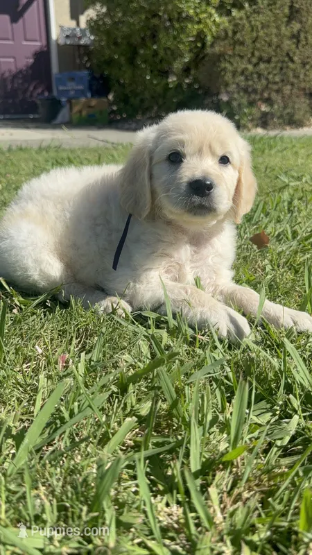Luna – Goldendoodle puppy for sale in Vacaville, CA