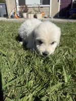 King, a male Goldendoodle for sale in Vacaville, CA – 9 of 10